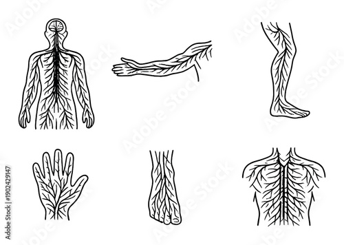 Detailed human nervous system anatomy illustrations