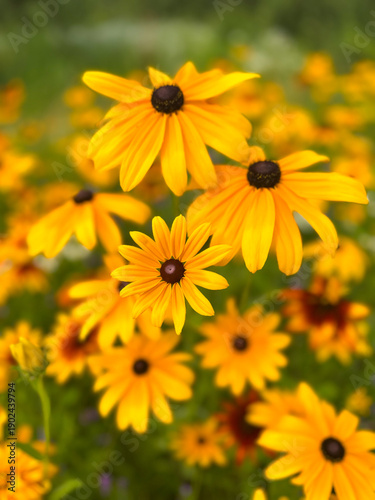 Bright yellow black-eyed susan flowers, Rudbeckia hirta, blooming in a lush blurred green grass, showcasing vibrant petals and dark centers under natural sunlight. Vertical background with copy space