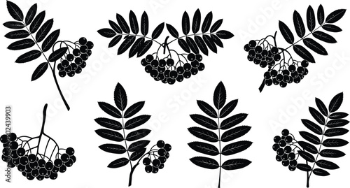 Rowan berries branch botanical foliage leaves fruit nature forest garden floral silhouette illustration collection isolated decorative design plant