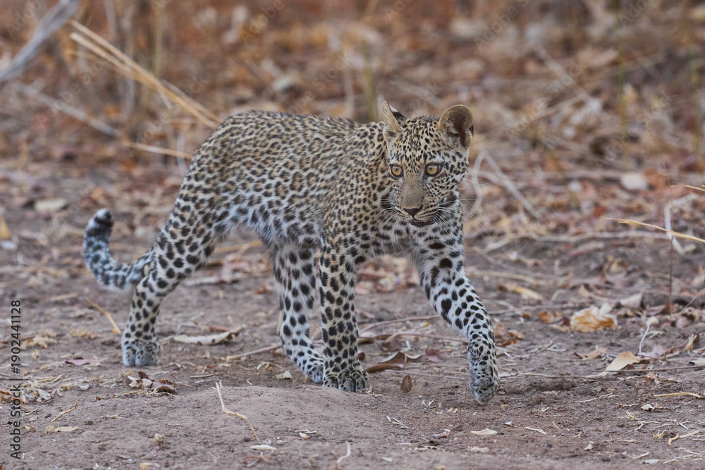 Obraz premium Leopard cub (Panthera pardus) in South Luangwa National Park, Zambia