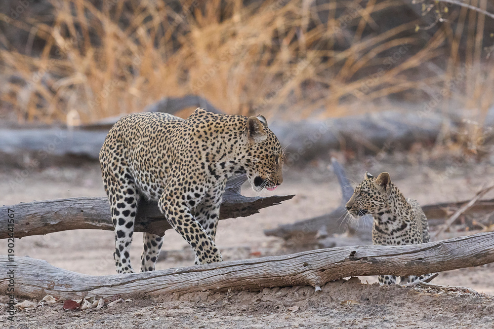 Obraz premium Female Leopard (Panthera pardus) and cub stepping over fallen trees in South Luangwa National Park, Zambia