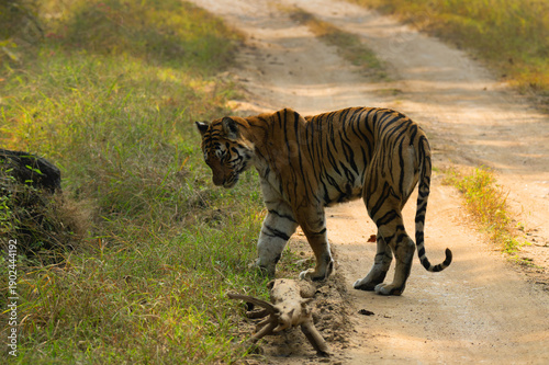 Bilde på lerret Female Royal Bengal Tiger named Lungdi on prowl at Pench National Park