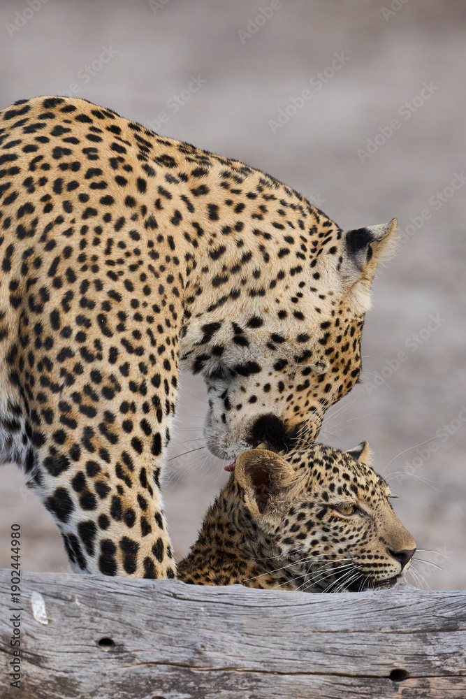 Fototapeta premium Female Leopard (Panthera pardus) and cub interacting in South Luangwa National Park, Zambia