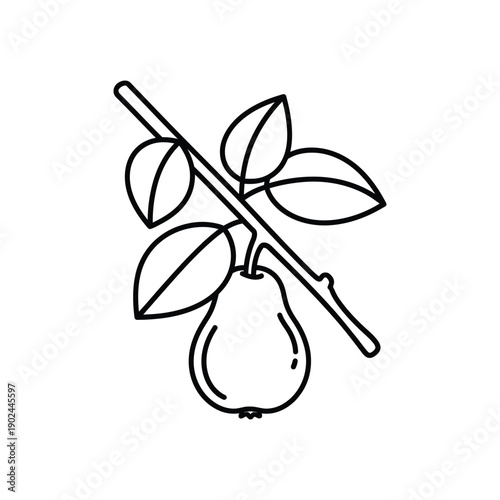 Pear Fruit with Leaves Botanical Outline Drawing Line Art Vector illustration.