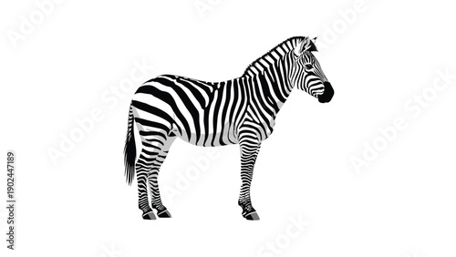 Full length realistic illustration of a zebra standing showing its unique black and white stripe pattern in detail.