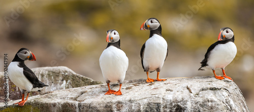 Atlantic Puffins during their breeding season on the Farne Islands in Northumberland, England