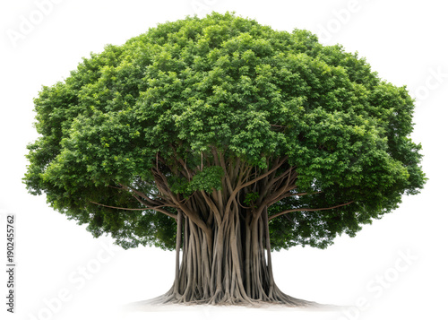 Majestic Banyan Tree: A majestic banyan tree stands tall, its sprawling canopy of vibrant green leaves offering a tranquil sanctuary.