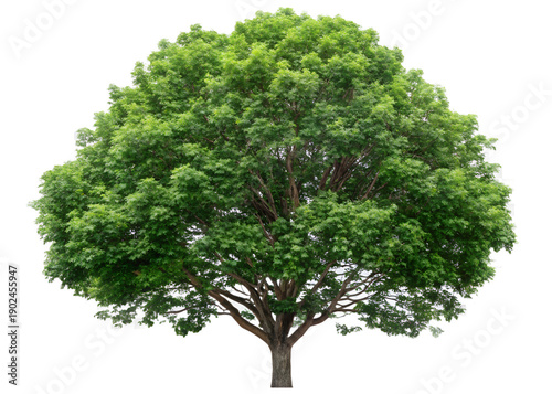  Majestic Green Tree: A stately tree, a symbol of life and longevity, stands proud with its vibrant green canopy and sturdy trunk. A stunning sight.