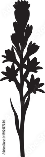 Silhouette of a beautiful flowering plant with leaves and buds isolated on transparent background