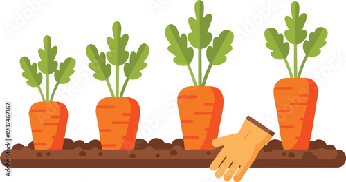 Carrot Plants Growing in Garden Soil.
