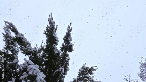 Fir tree in winter snow flurry with thick snowflakes, winter atmosphere, nature, season, precipitation, weather, meteorology, snow crystals, cold, frost
