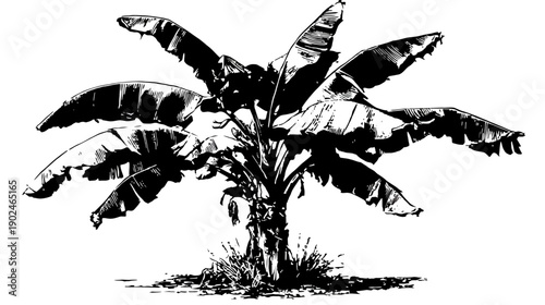 Hand-drawn black and white illustration of a tropical banana tree with large leaves, botanical plant sketch, nature artwork.