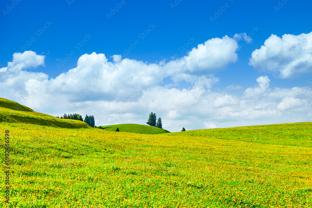Fototapeta premium Gelbe Löwenzahnwiese vor blauem himmel mit weßen wolken im Frühling