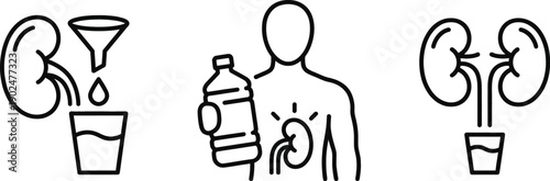 Kidney health concept with water hydration and anatomical vector illustration