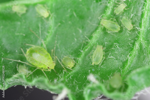 Konstfotografi A leaf colonized by green aphids. Wingless individuals.