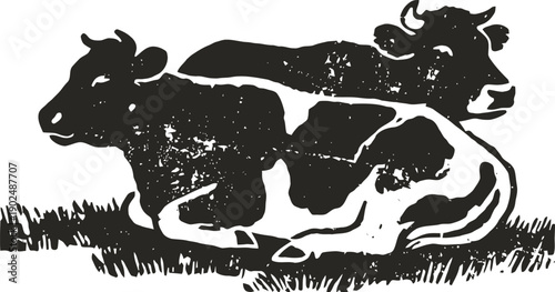 Two cows resting on grass field, black and white farm animals lying down together
