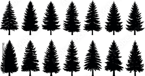 Set of Black Pine and Fir Tree Silhouettes Isolated on White Background for Forest and Christmas Design