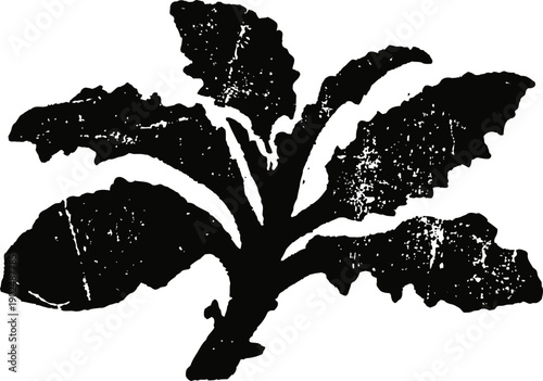 Vintage botanical illustration of burdock plant, detailed leaf and root drawing in black ink