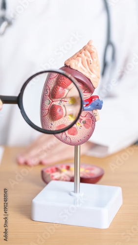 Human kidney anatomy model examined with magnifying glass for medical education and renal health concept.