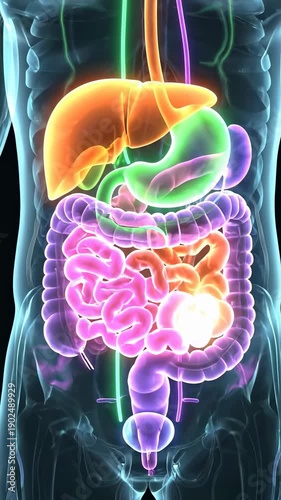 Digestive organs appear inside a human body model with anatomy overlay. Concept of anatomy education, digestive system. Vertical video