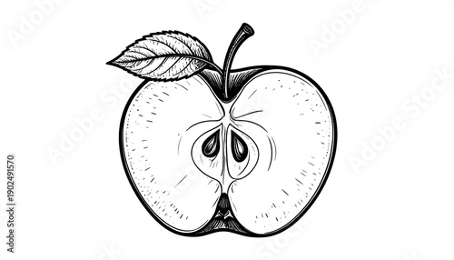 Hand-drawn black and white image of half an apple showing stem, leaf, core, and seeds