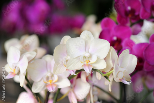Beautiful white and purple orchid flowers