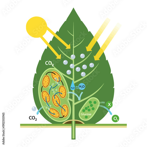 Diagram illustrating the process of photosynthesis in a green leaf