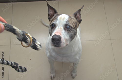 Pitbull dog studying collar attachment today household setting shown closely developing focus guidance partnership