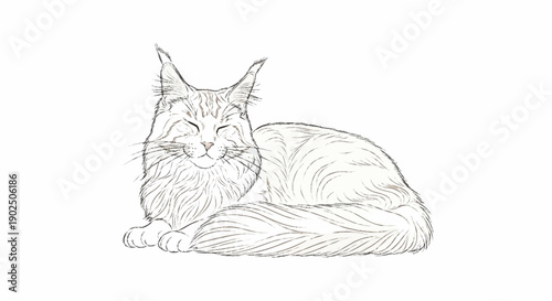 Pencil sketch of a happy Maine Coon cat lying down.