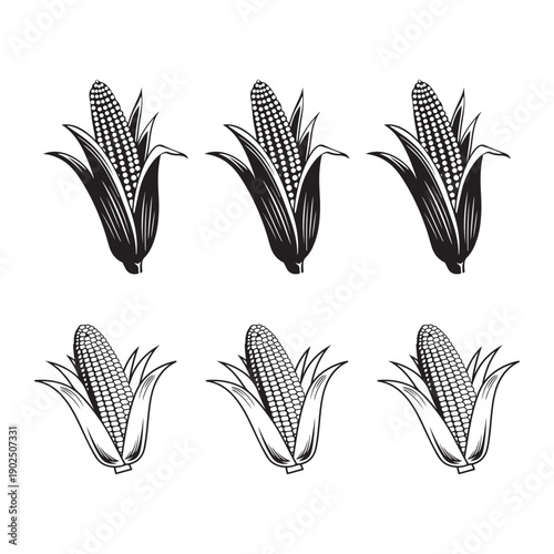 Corn cobs vector vector illustration 