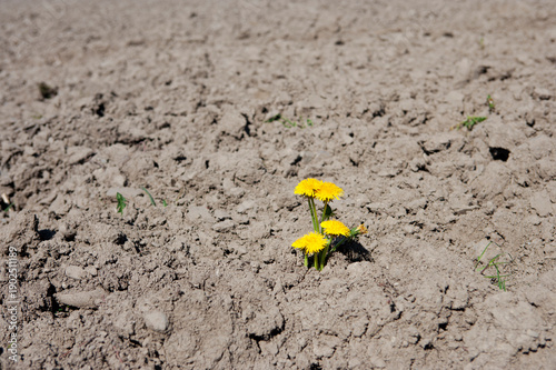 Gelbe Löwenzahnblüte in einem dürren feld