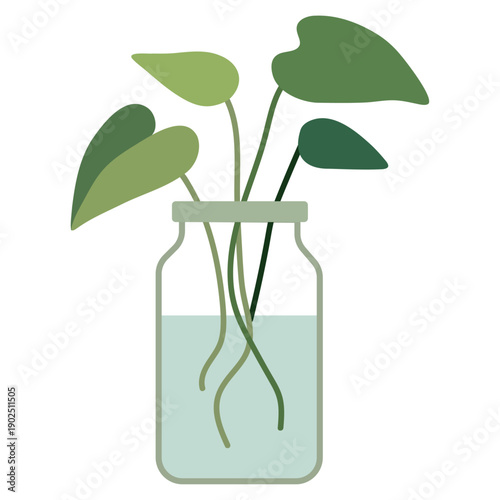 Pothos Plant In Glass Bottle Water Propagation Vector