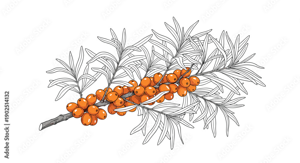 Obraz premium Branch of sea buckthorn loaded with bright orange berries and silver green leaves, depicted in a detailed botanical sketch.