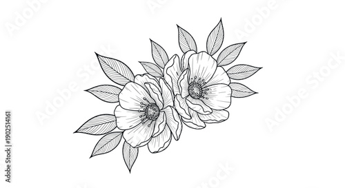 Two wild rose flowers with detailed petals and green leaves in a refined black and white hand drawn sketch style.