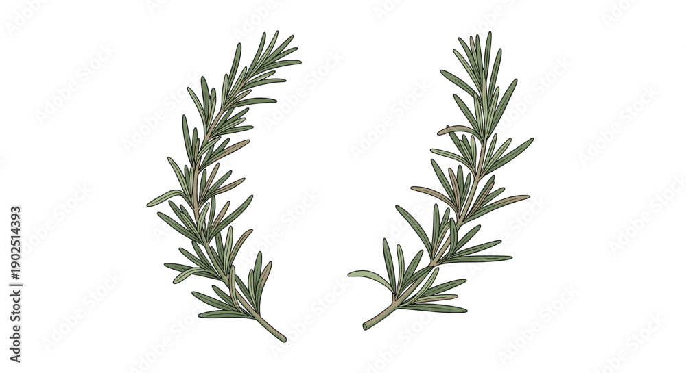 Fototapeta premium Rosemary sprigs with green needle-like leaves are isolated on white background, perfect for culinary and herbal design.