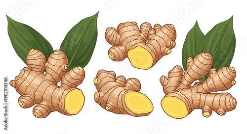 Several fresh ginger roots with cut surfaces and green leaves isolated on white background for spice and herbal concepts.