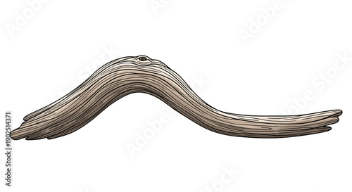 Weathered and smooth piece of curved driftwood isolated on white background for coastal and natural design elements.