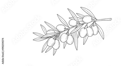 Fine line drawing of an olive branch heavily laden with many ripe olives and elongated leaves for classic botanical art.