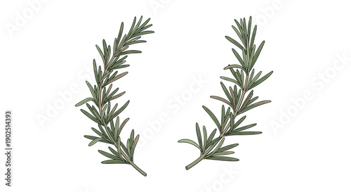 Rosemary sprigs with green needle-like leaves are isolated on white background, perfect for culinary and herbal design.