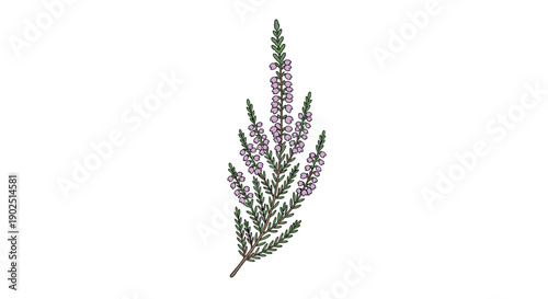 Sprig of heather flower with tiny purple blossoms and green needle like leaves, representing wild moorland and autumn nature.