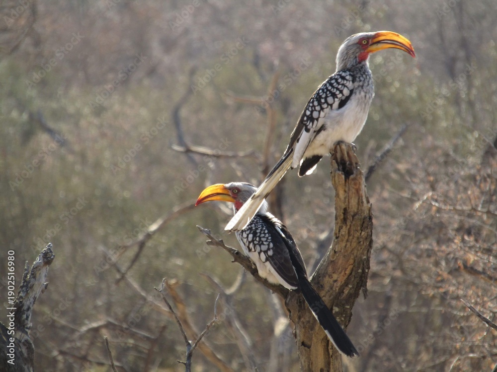 Fototapeta premium yellow billed hornbill
