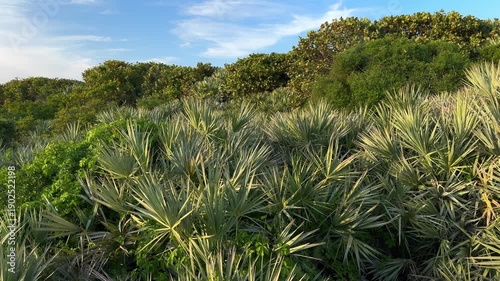 Wallpaper Mural Dense palmetto scrub and coastal vegetation cover rolling dunes under a blue Florida sky. Layers of green plants create a wild natural habitat in this coastal landscape. Torontodigital.ca