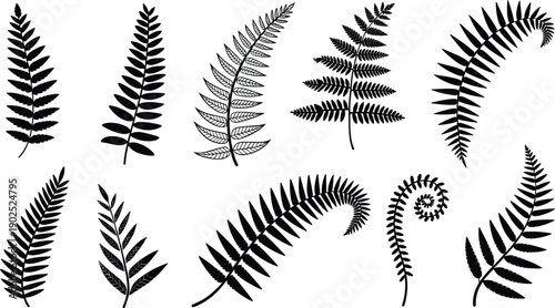 Fern leaf silhouettes collection isolated on white background, black botanical foliage set, tropical plant vector illustration