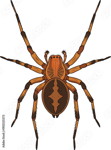 Detailed brown spider illustration isolated on white background, realistic arachnid vector for Halloween design, biology education, nature graphics, creeping insect icon, 
