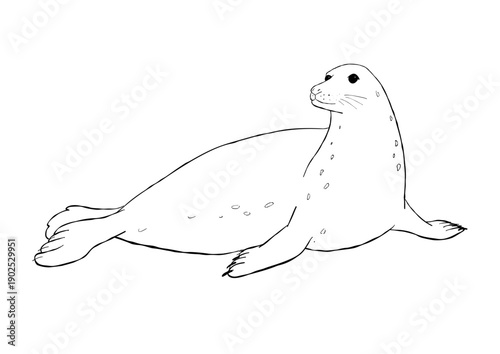 Hand drawn gray seal resting on beach with whiskers and flippers black and white outline marine mammal line art illustration