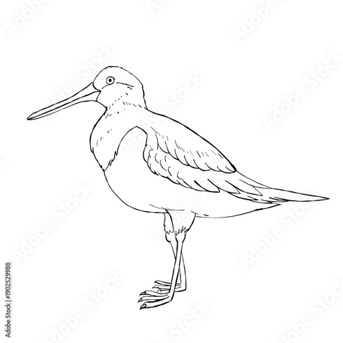 Hand drawn oystercatcher shorebird standing profile black and white line art with long beak and legs isolated on white background