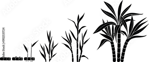 Black silhouette of stages of sugarcane (Saccharum officinarum) growth from cutting to mature plant.  Life cycle of sugarcane
