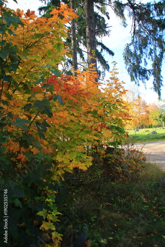 park błękit barwa jesień drzewa