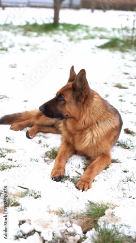 German Shepherd Dog Lying in White Snow Winter Landscape