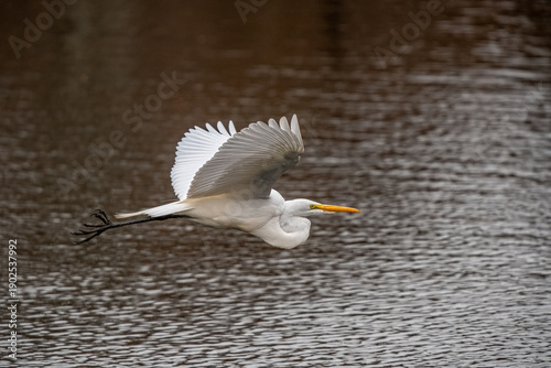 Snowy White Egret in the Park